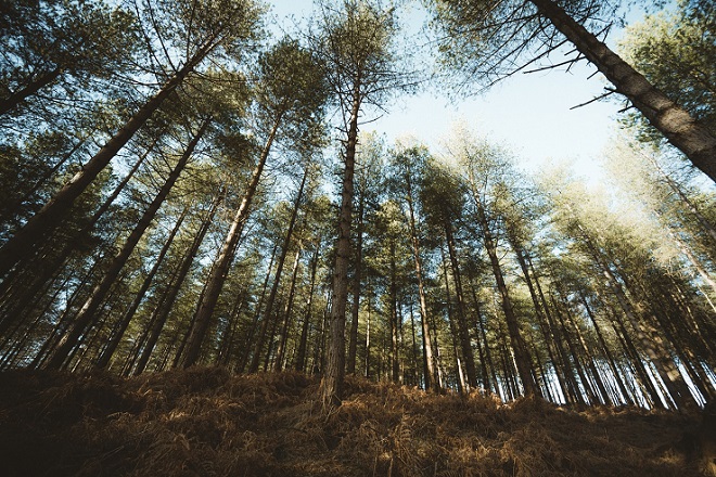 Immagine generica bosco